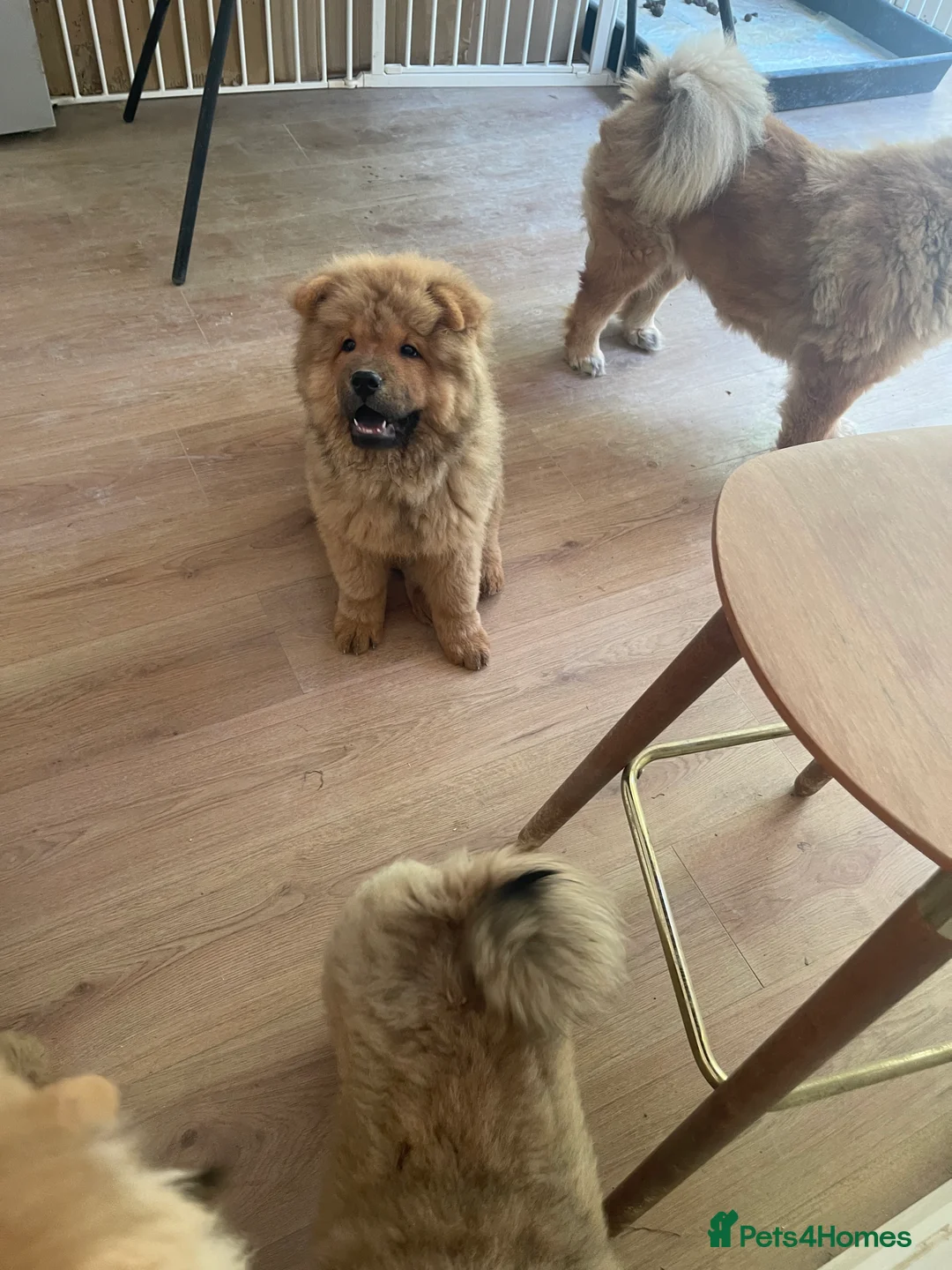 Chow Chow dogs for sale: 7 chow chow puppies  - Advert 2