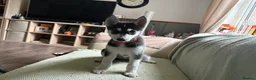 Siberian Husky dogs for sale: Adorable Siberian huskies (Artic Dreams) - Advert 23