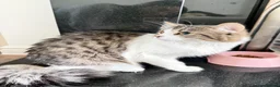 British Longhair cats for sale: Rehoming for Longhair Male Cat  - Advert 7