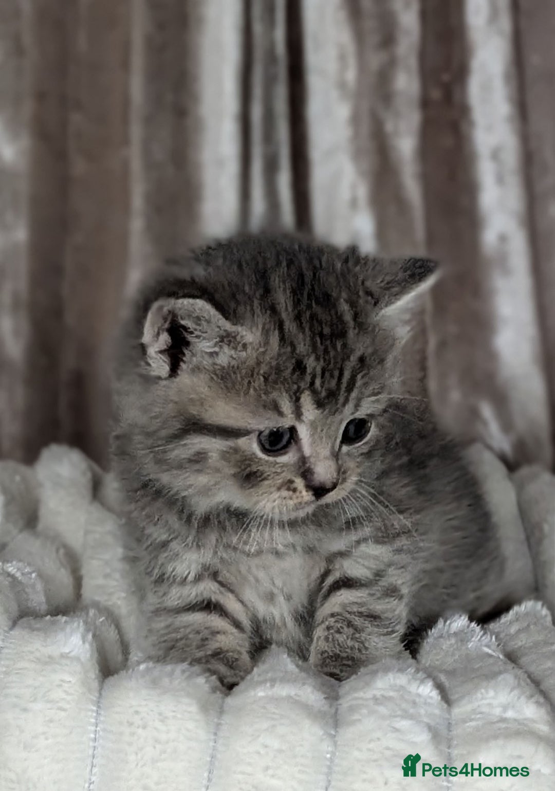 Scottish Fold cats for sale: 🐾TICA red ❣️SCOTTISH Fold•Straight - Advert 26