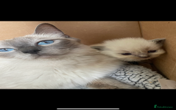 Ragdoll cats for sale: ⭐️champion blood line Ragdolls  in Merthyr Tydfil - Image 22