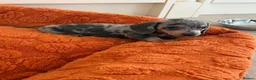 Dachshund dogs for sale: Miniature dachshund - Advert 3