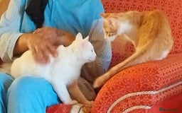 Mixed Breed cats for adoption: LUKI TURKISH ANGORA / JUNO SHORT HAIR BONDED PAIR  - Image 9