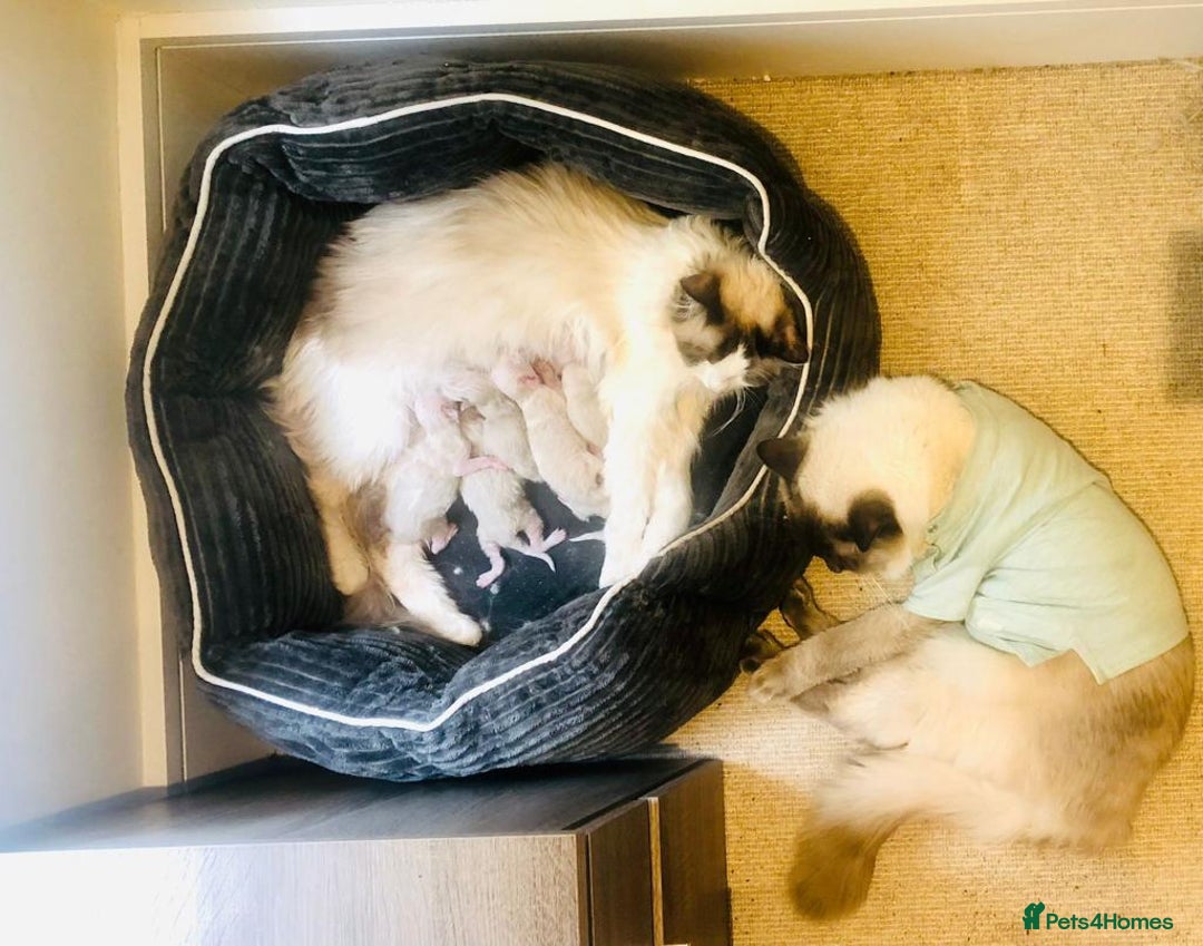 Ragdoll cats for sale: Pure Stunning Ragdoll Kittens - Image 13