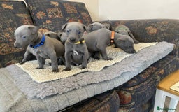 Whippet dogs for sale: KC Reg Blue whippet puppies - Image 5