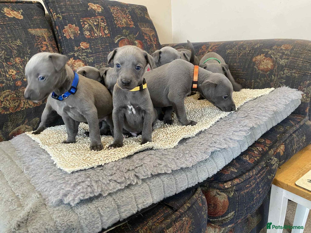Whippet dogs for sale: KC Reg Blue whippet puppies - Image 5