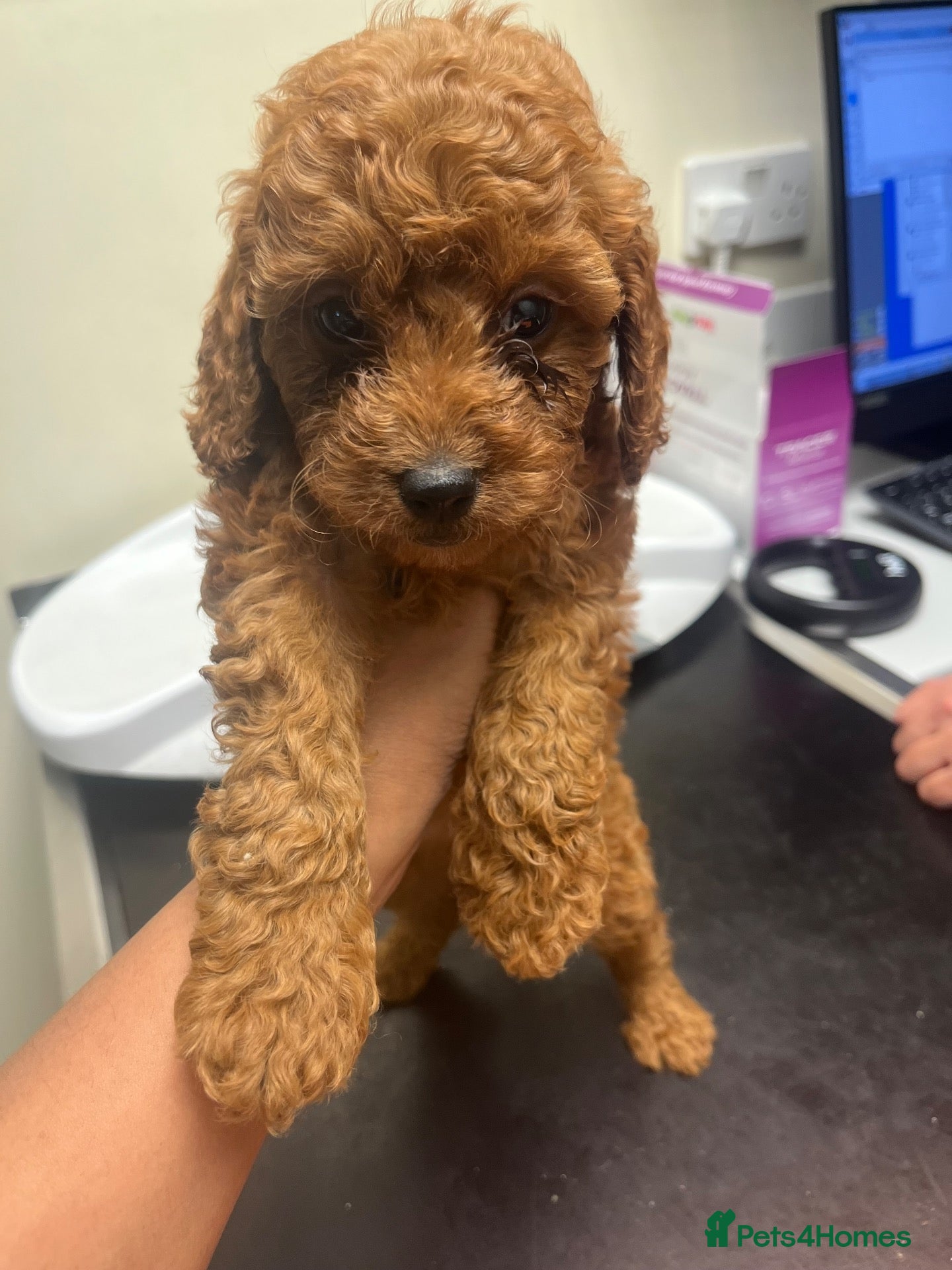 Cavapoo dogs READY TO LEAVE Pure Deep Red Cavapoo Puppies  - Advert 2