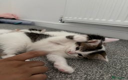 Mixed Breed cats for sale: Adorable Half-Manx Kittens 🐾 - Image 22