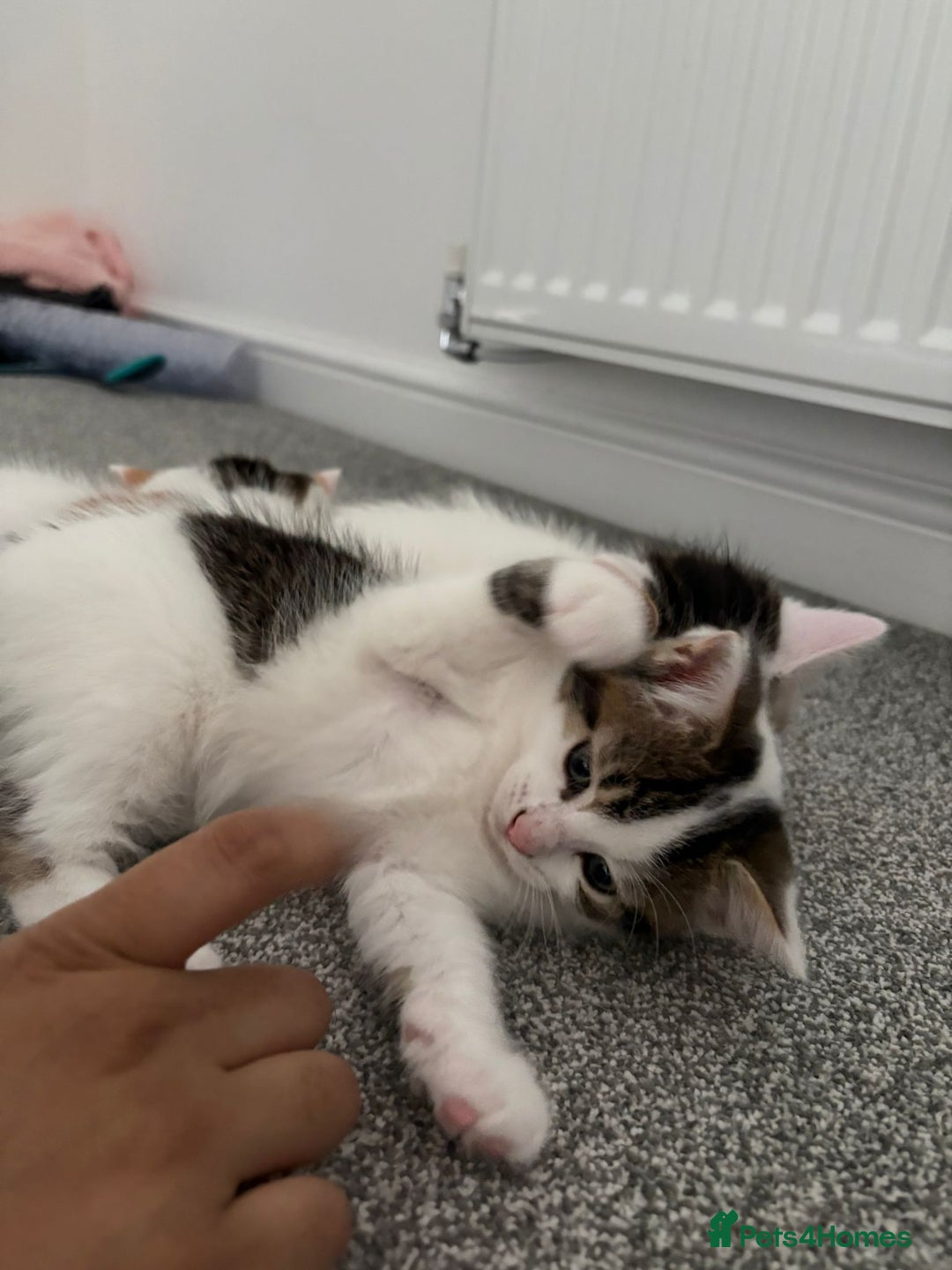 Mixed Breed cats for sale: Adorable Half-Manx Kittens 🐾 - Image 22