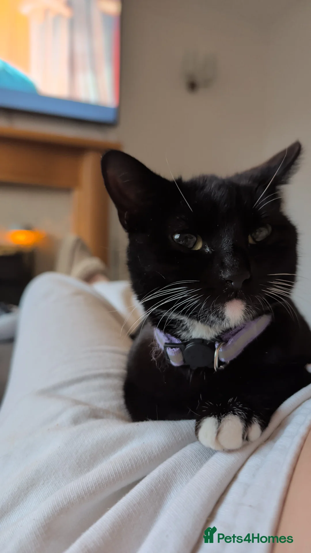 Mixed Breed cats for sale: Cat for for sale  - Advert 5