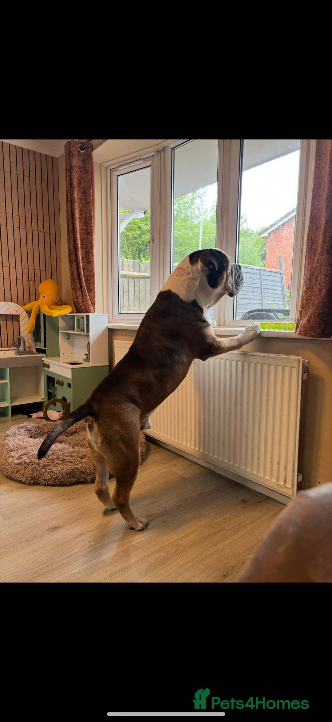 American Bulldog dogs for sale: american bulldog - Image 14