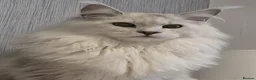 Maine Coon cats for sale:  RARELY LION KING - Advert 12