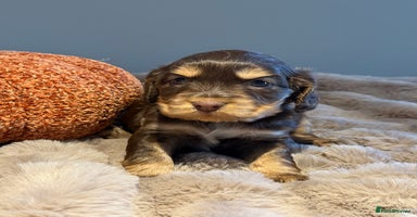 Cocker Spaniel dogs - Advert 9