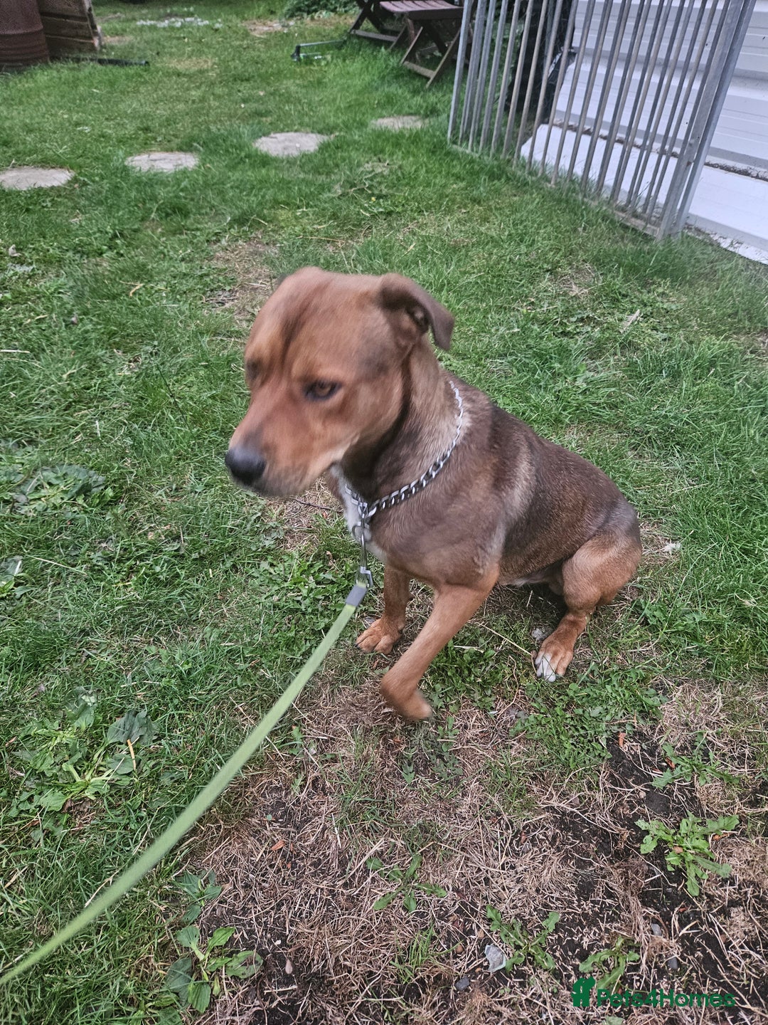 Rottweiler dogs for sale: Rottweiler  - Image 2