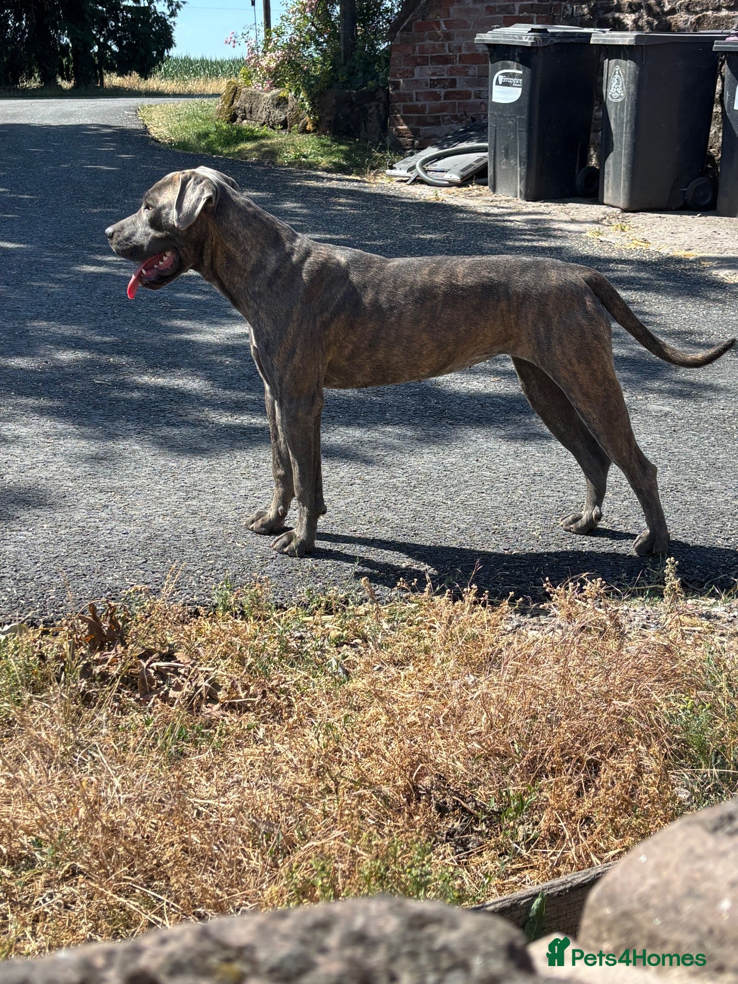 Cane Corso dogs Zena  - Advert 2