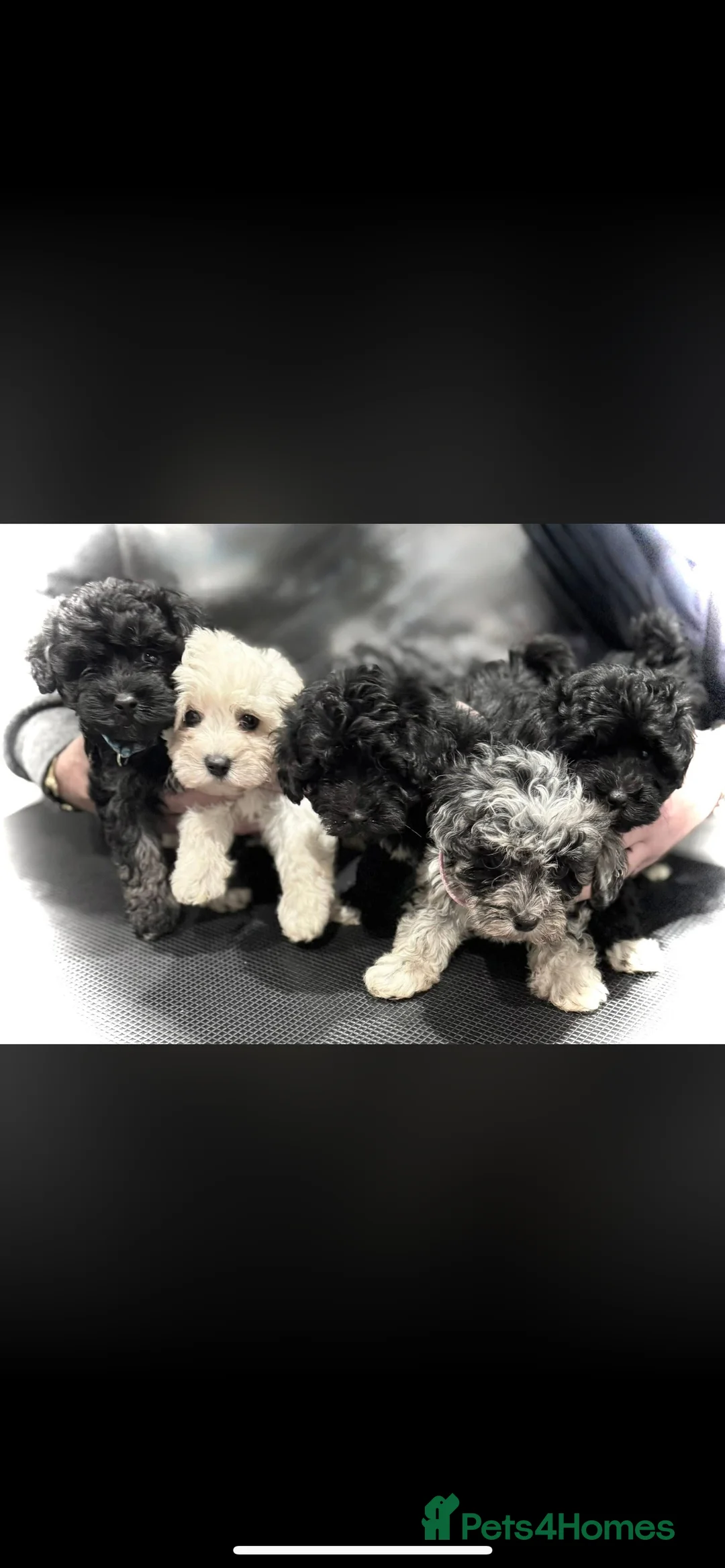 Maltipoo dogs for sale: F1 Maltipoo puppies  - Advert 4