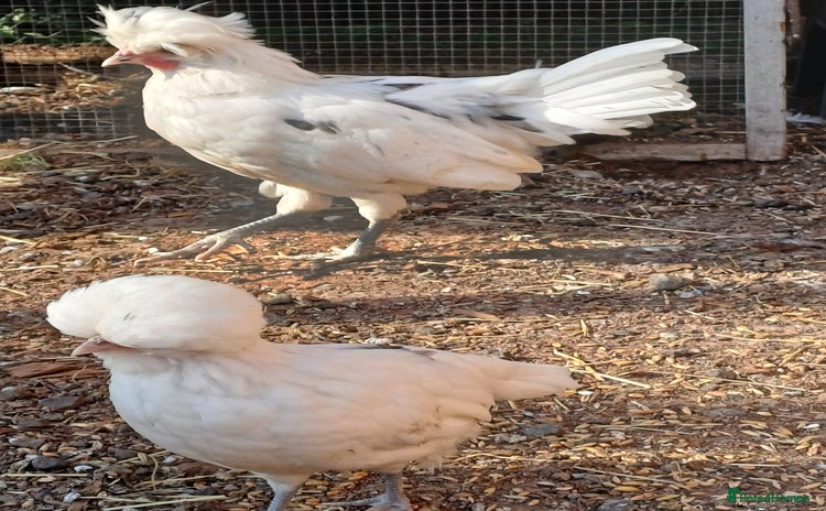Chickens poultry - Advert 6
