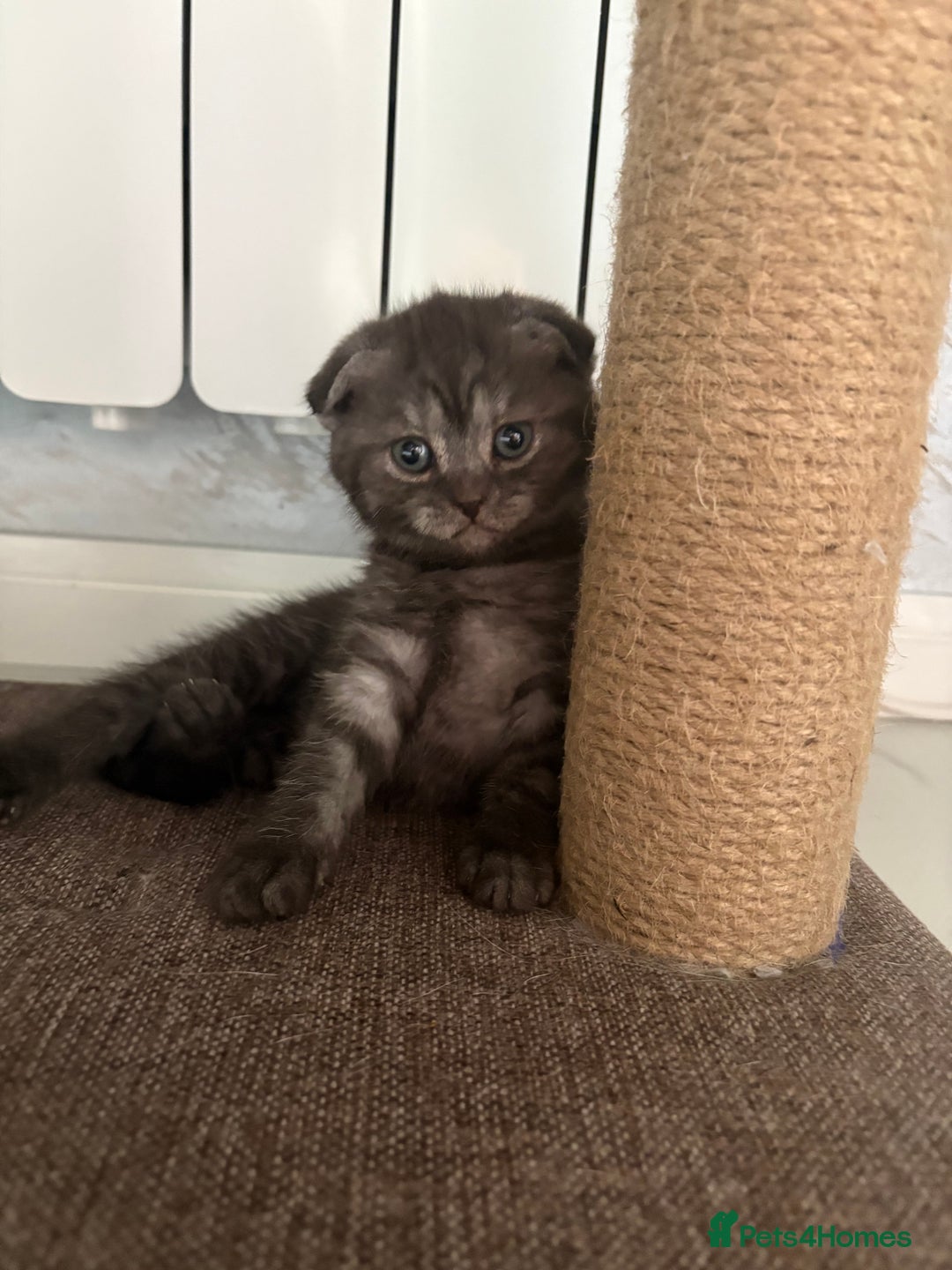 Scottish Fold cats for sale: Scottish fold kittens ready to find new homes - Image 37