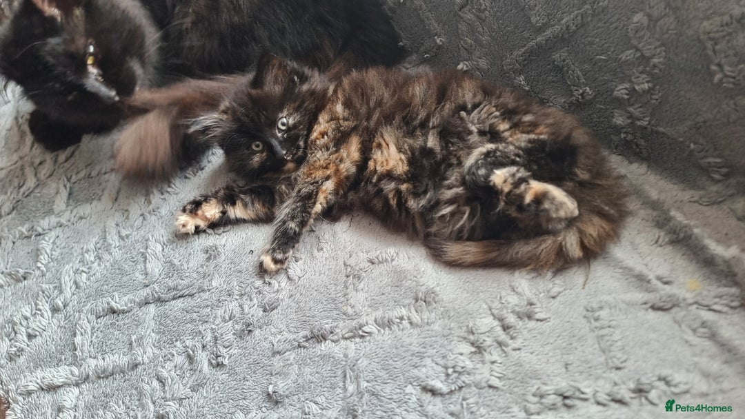Mixed Breed cats for sale: Phoenix, Cloudy and Rose  - Image 4