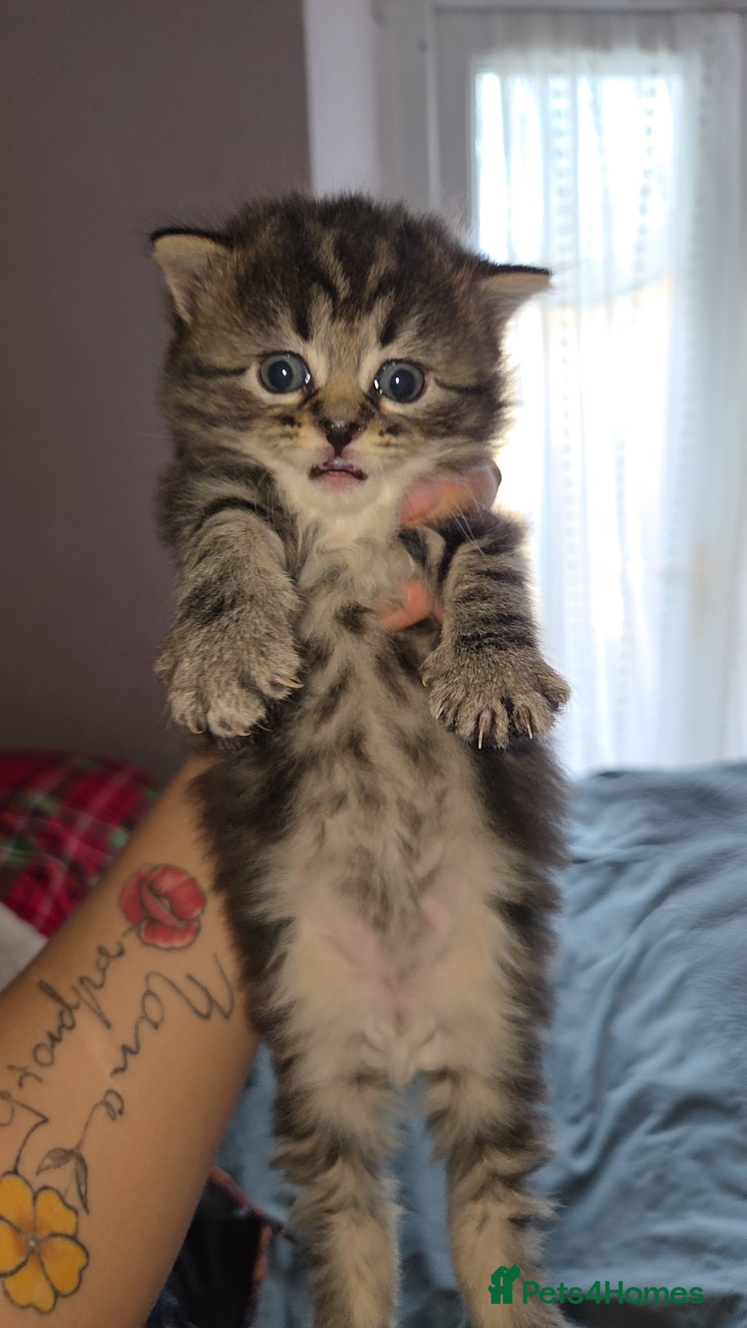 Mixed Breed cats BEAUTIFUL MIXED KITTENS - Advert 9