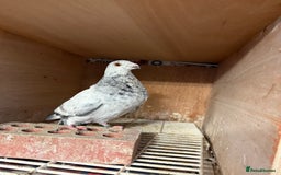 Pigeons birds for sale: Pouter pigeons for sell  - Image 5