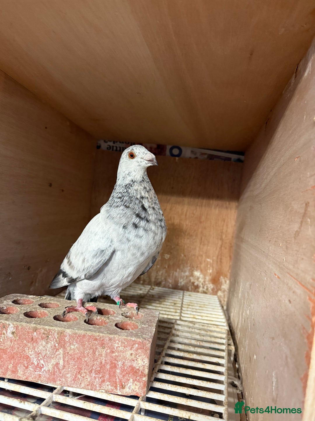 Pigeons birds for sale: Pouter pigeons for sell  - Image 5