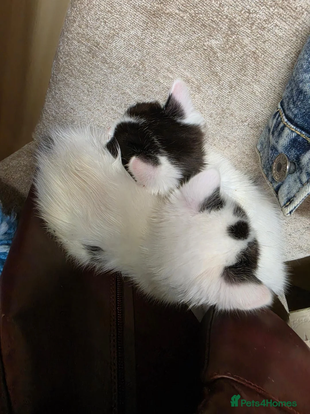 Mixed Breed cats for sale: 3 girl kitties available  in Smethwick - Advert 2
