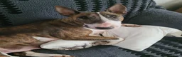 English Bull Terrier dogs for sale: Beautiful white chunky boy - Advert 1