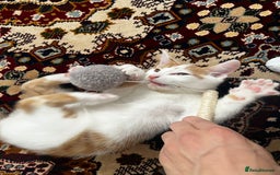 Mixed Breed cats for sale: calico male kitten READY TO LEAVE - Image 10