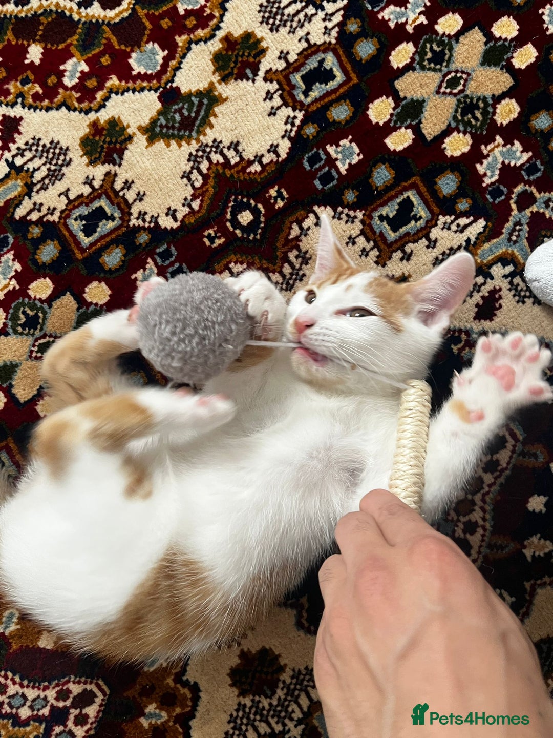 Mixed Breed cats for sale: calico male kitten READY TO LEAVE - Image 10
