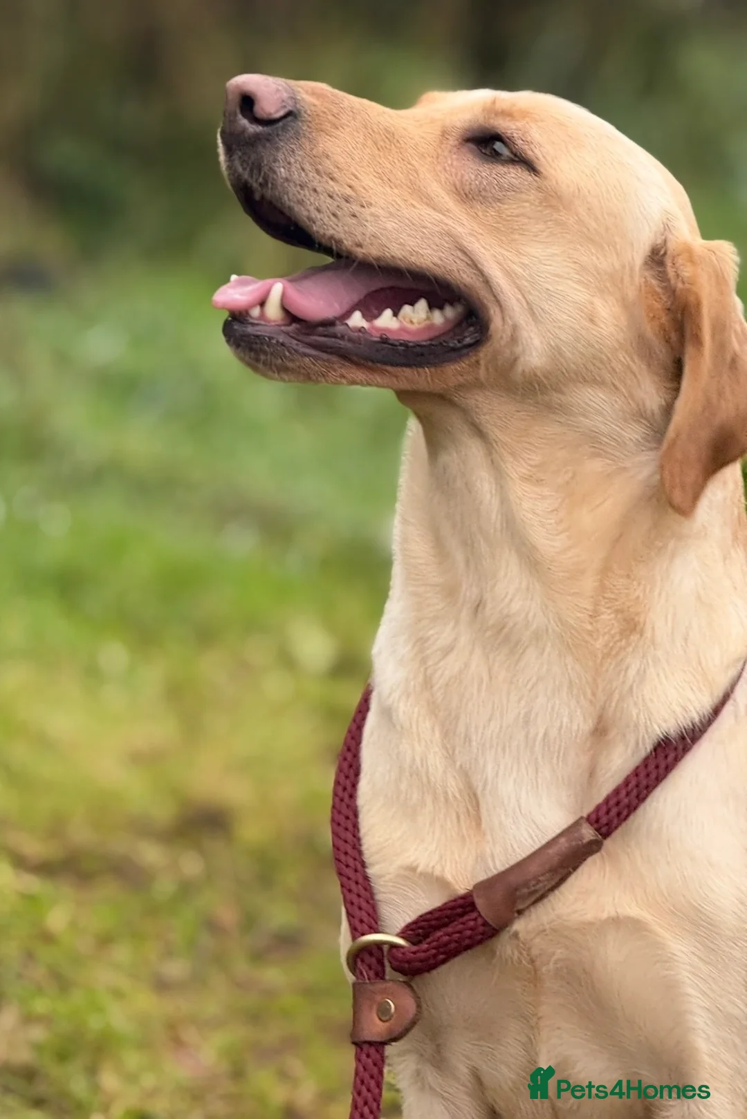 Labrador Retriever dogs for sale: Want something different? Black and Tan Labrador  in Bridgwater - Advert 9