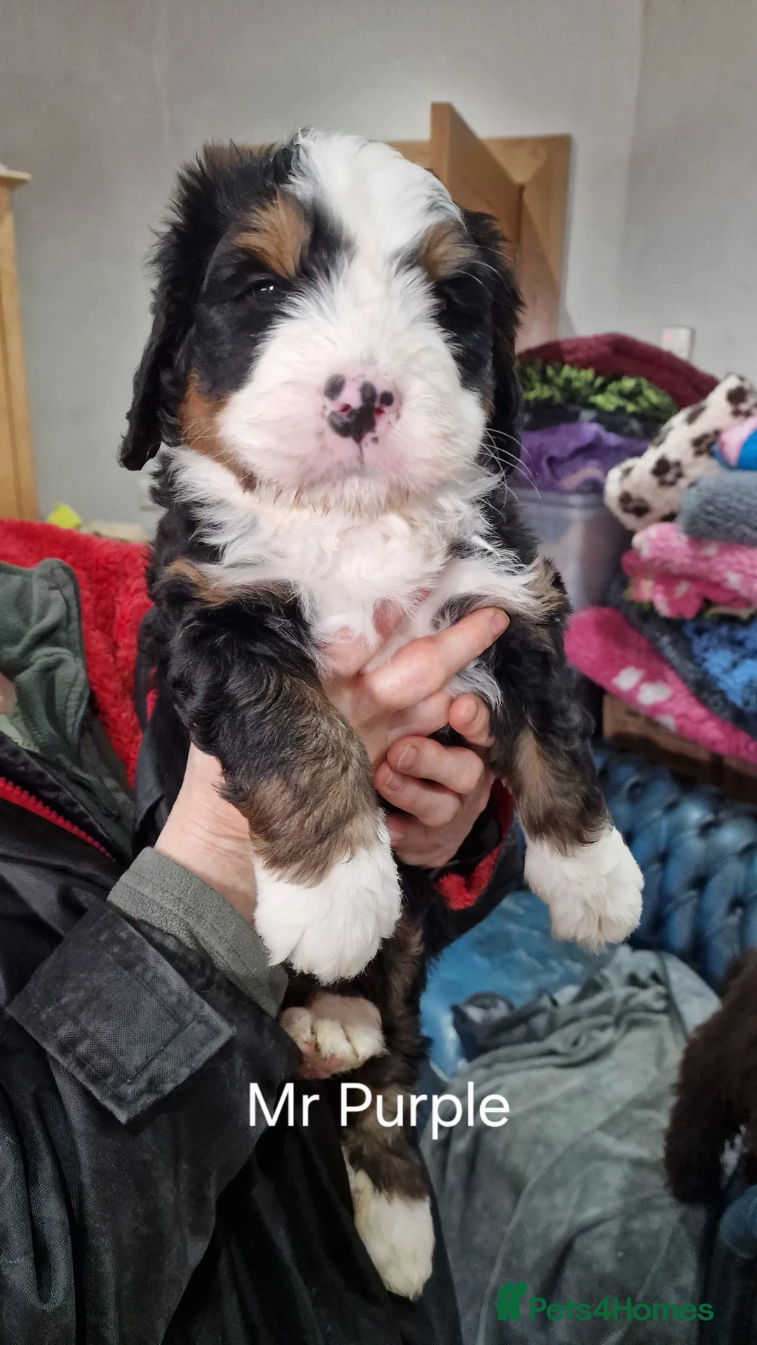 Bernedoodle dogs for sale: Bernedoodles - Advert 4