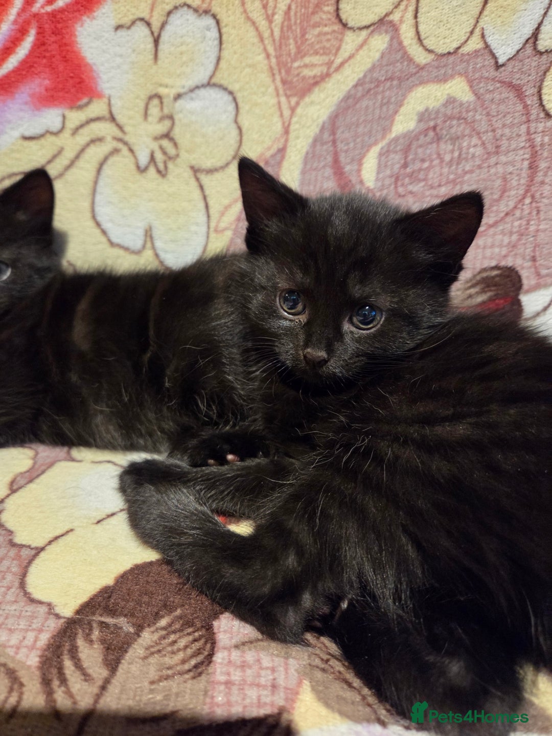 Domestic Shorthair cats for sale: 4 Beautiful Black Female Kittens - 8 Weeks Old - Advert 3