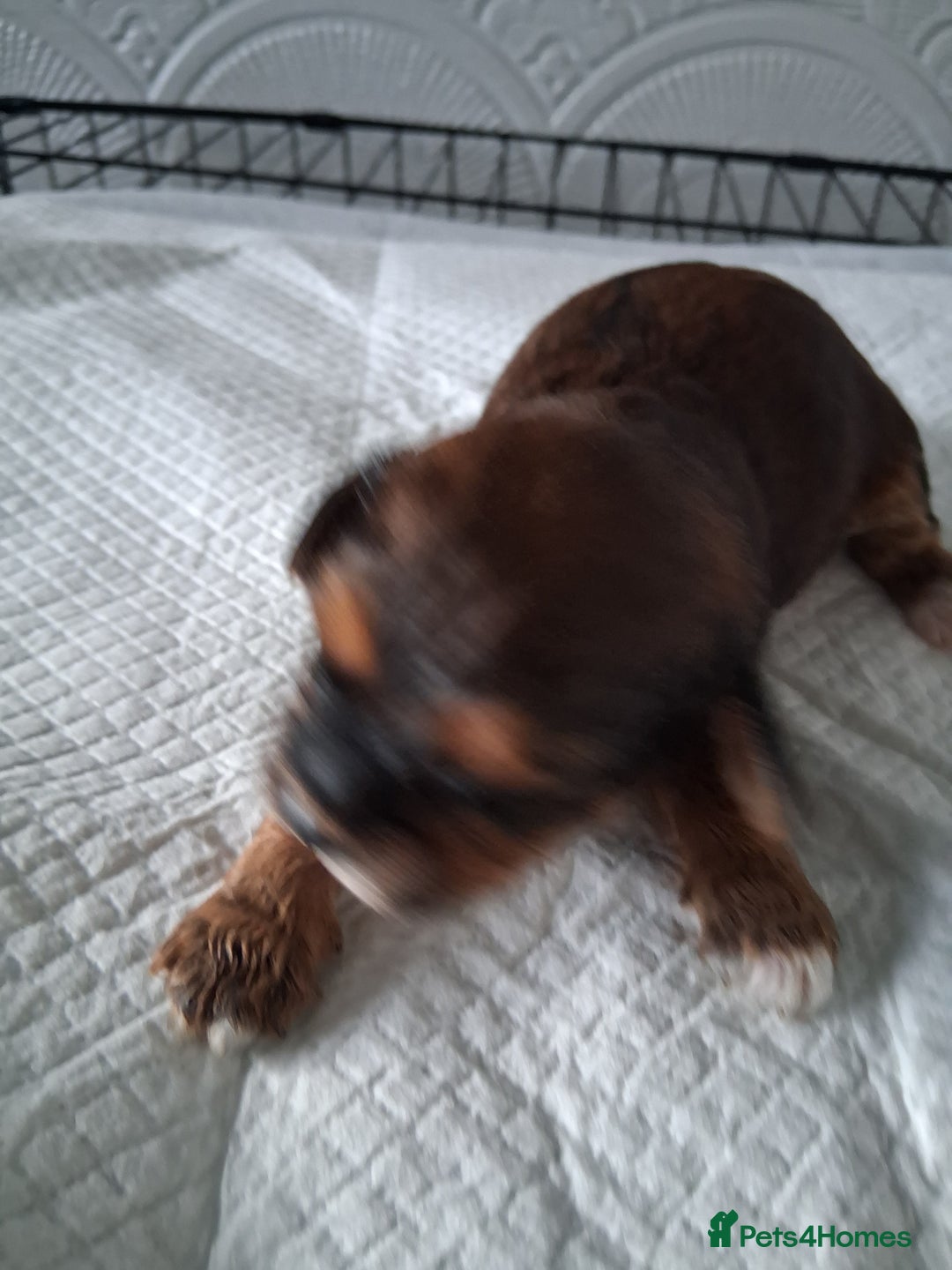 Mixed Breed dogs for sale: Cockapoo/Shitzu Puppies for sale  - Advert 2