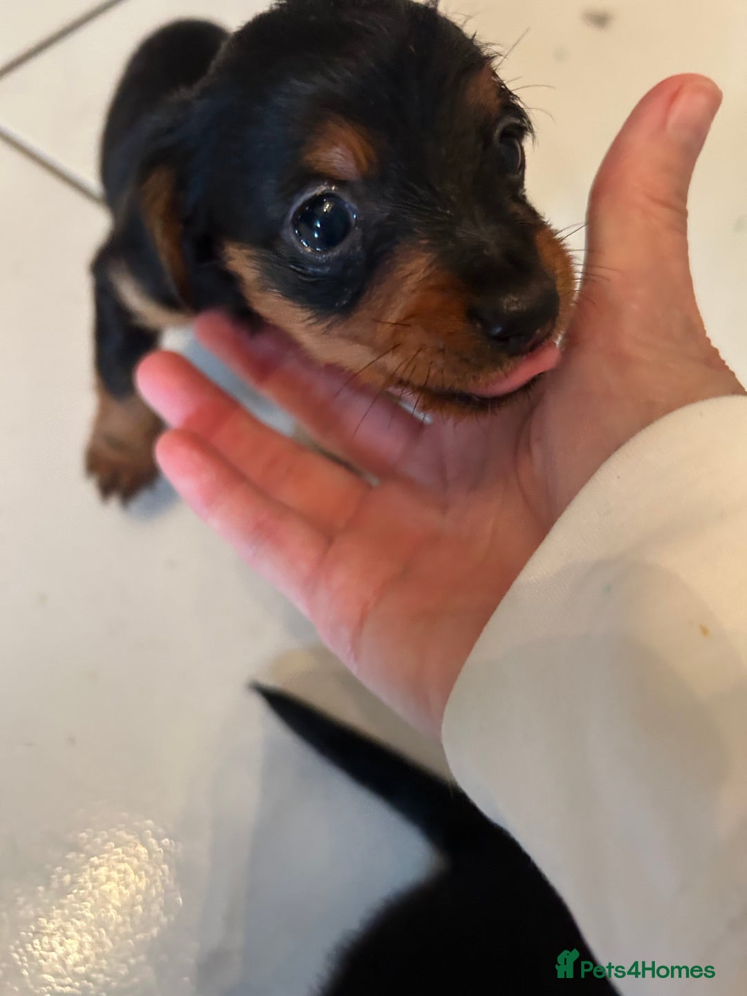 Mixed Breed dogs for sale: Miniature Dorkies - Image 18