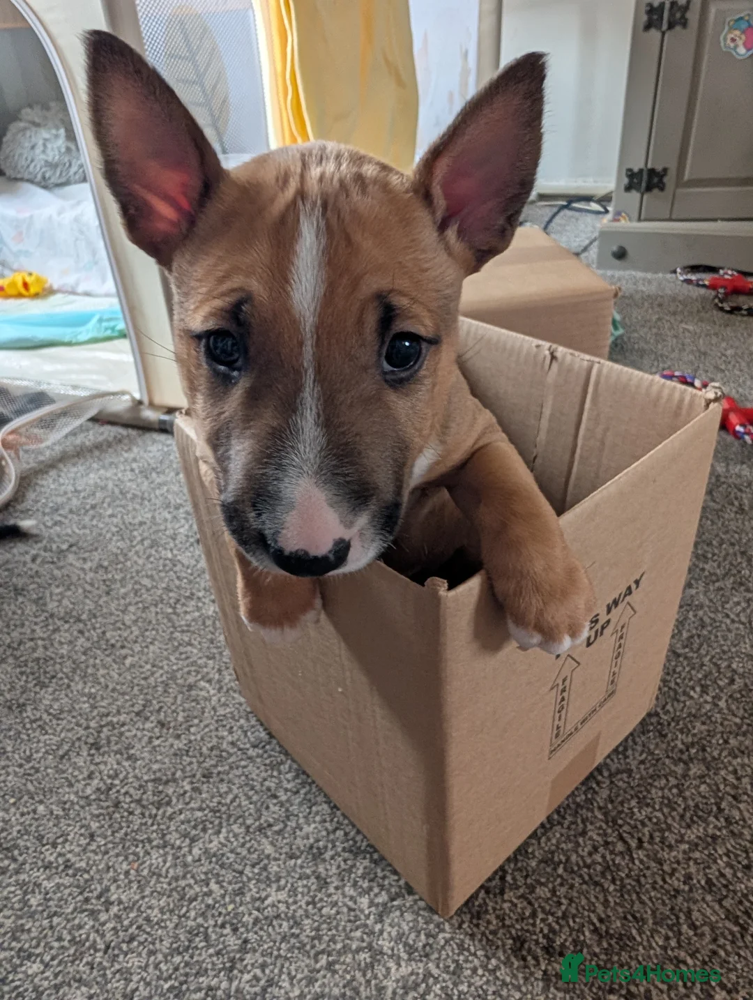 English Bull Terrier dogs for sale: Re advertised due to unforeseen circumstances  in Bishop Auckland - Advert 2