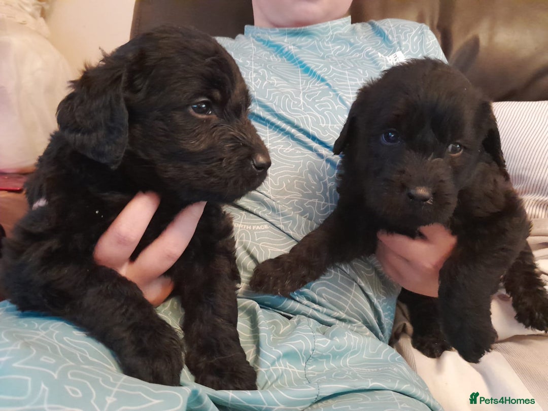 Labradoodle dogs for sale: mixed litter Black Labradoodles - Image 8