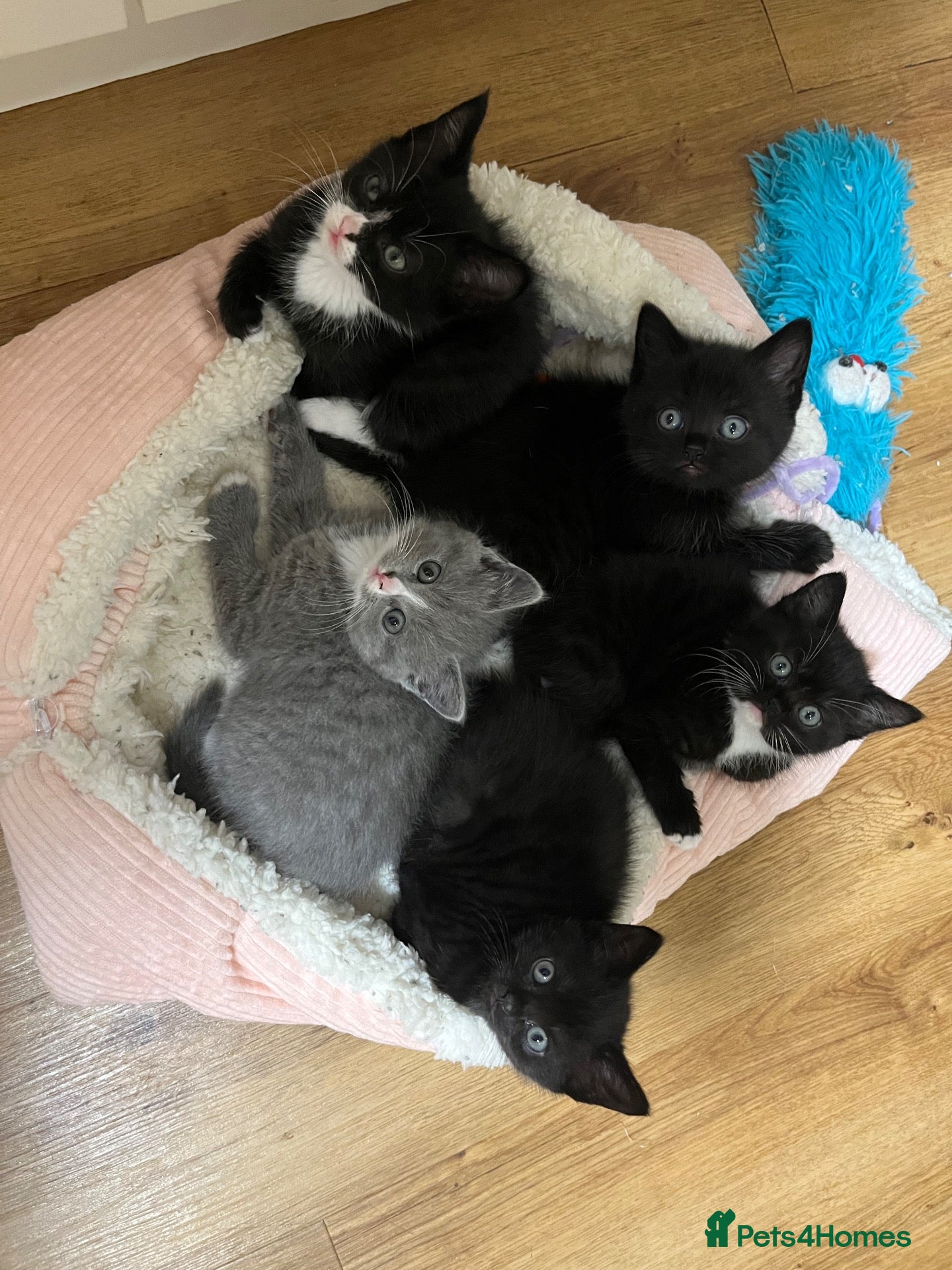 British Shorthair cats Beautiful Half British Shorthair Kittens - Advert 23