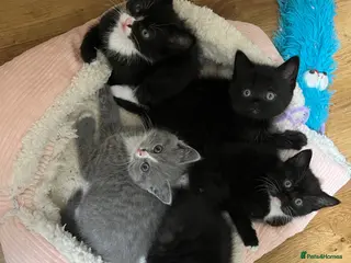 British Shorthair cats Beautiful Half British Shorthair Kittens - Advert 23