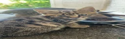 Mixed Breed cats for sale: 3 baby cats 💙💙🩷 - Advert 5