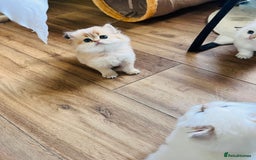British Longhair cats for sale: 🐾🤩❤️Gold Angels - tiny stars 🐾❤️🐱 - Image 37