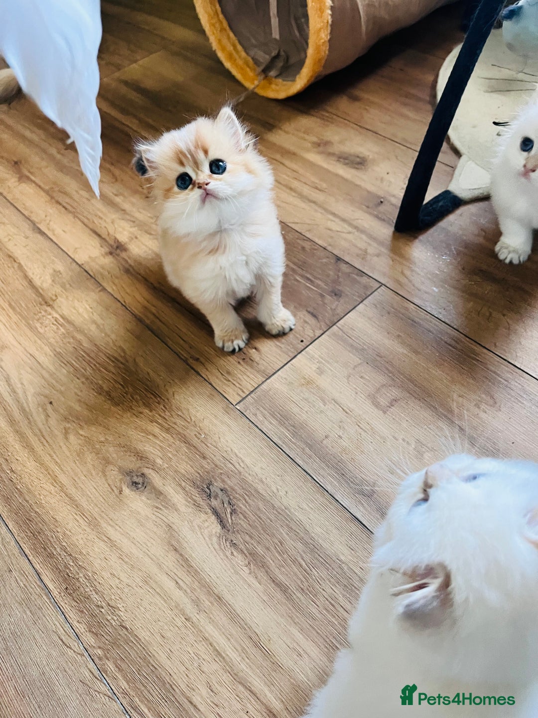 British Longhair cats for sale: 🐾🤩❤️Gold Angels - tiny stars 🐾❤️🐱 - Image 37