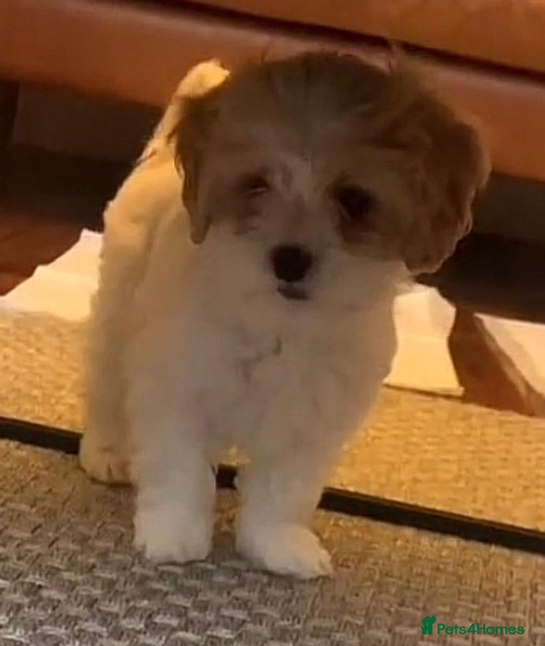 Cavachon dogs for sale: Cavachon puppies  - Image 2