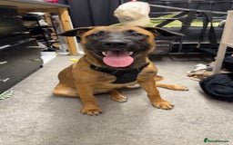 Mixed Breed dogs for sale: URGENT REHOME. Beautiful 6 month Belgian malinois  - Image 2