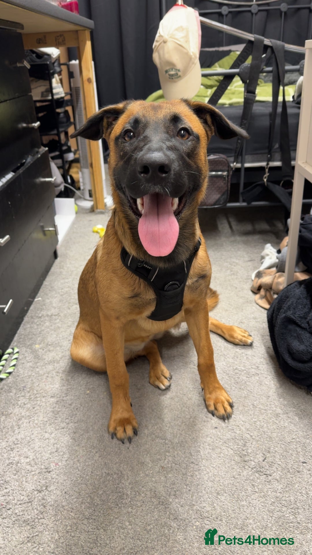 Mixed Breed dogs for sale: URGENT REHOME. Beautiful 6 month Belgian malinois  - Image 2