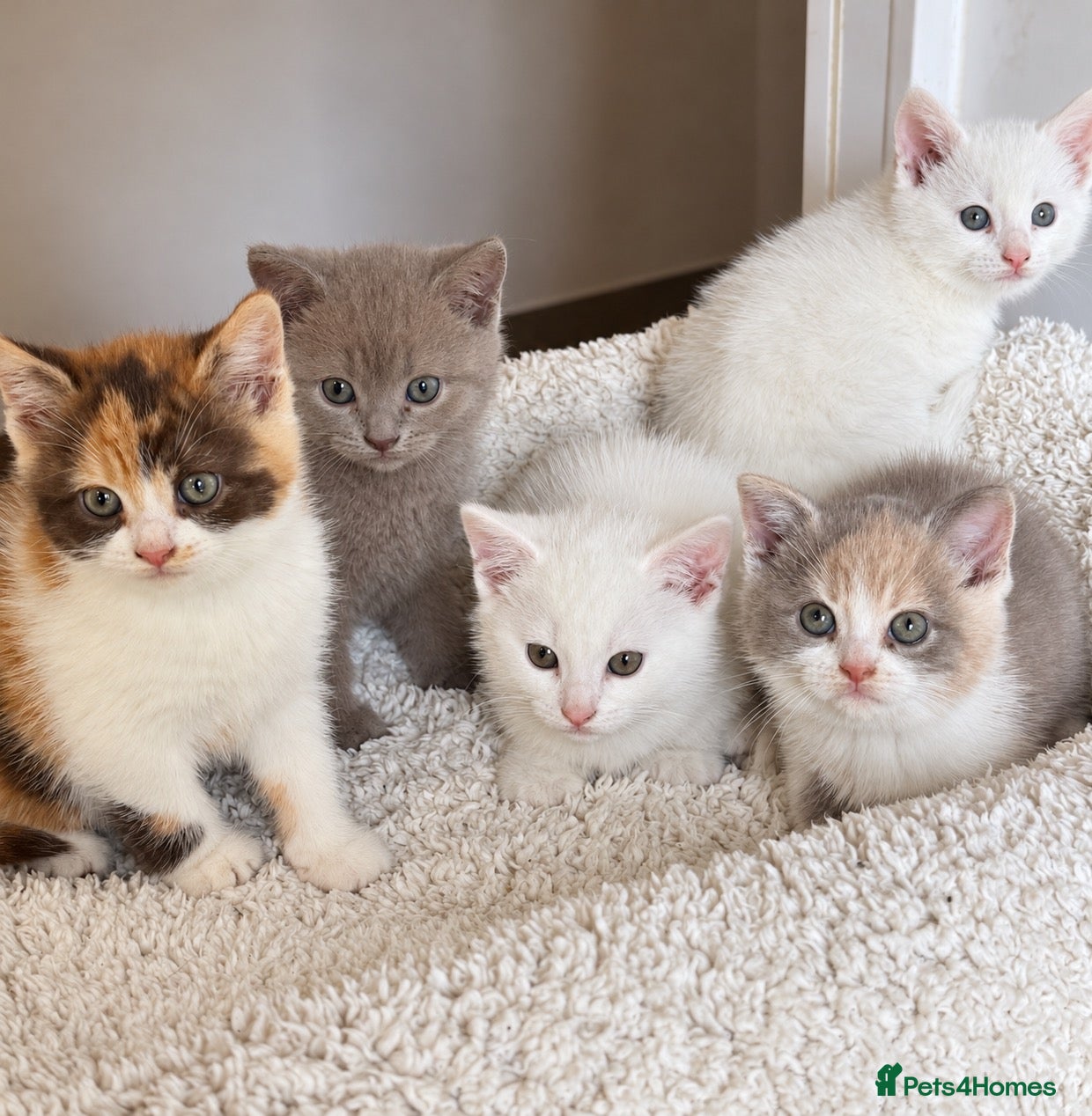 British Shorthair cats Gorgeous British Shorthair x kittens - Advert 10