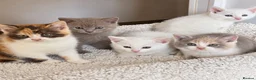 British Shorthair cats for sale: Gorgeous British Shorthair x kittens - Advert 1