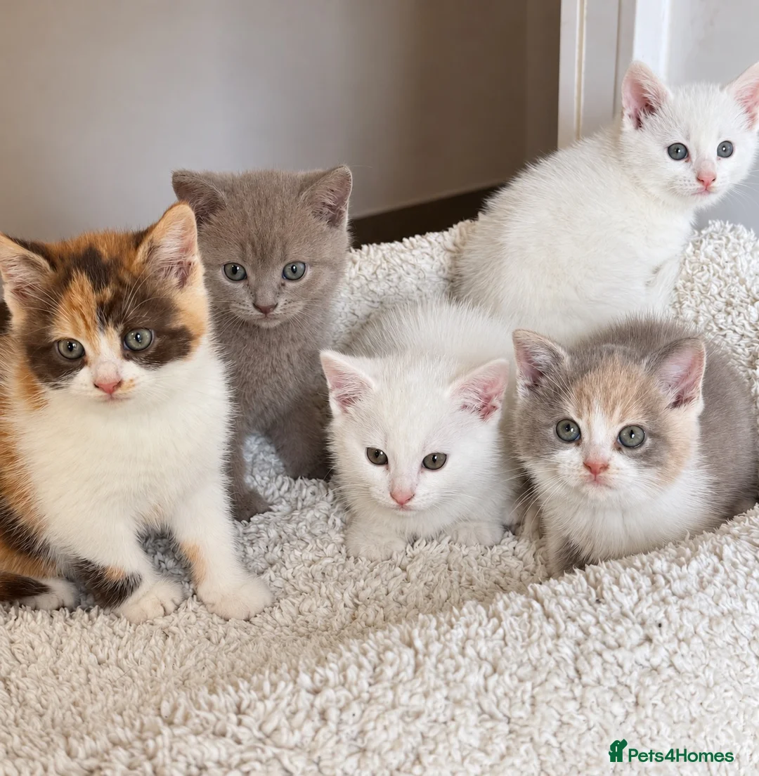 British Shorthair cats for sale: Gorgeous British Shorthair x kittens - Advert 1