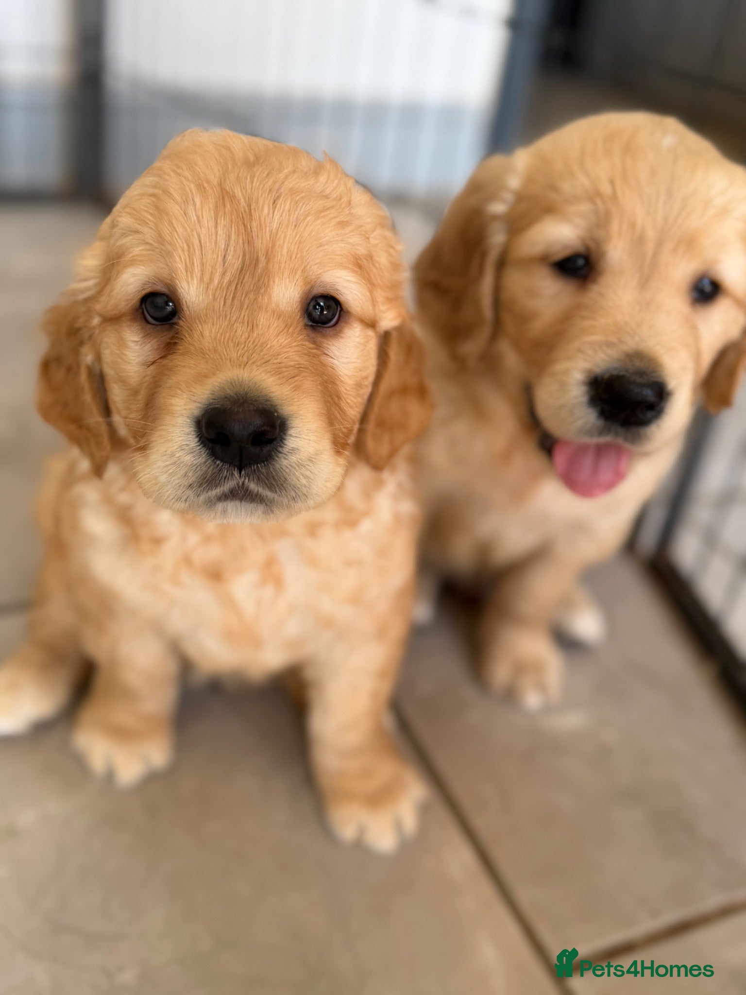 Golden Retriever dogs Beautiful KC Golden Retrievers  - Advert 1