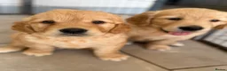Golden Retriever dogs for sale: Beautiful KC Golden Retrievers  - Advert 8